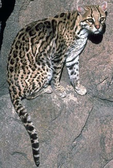 Ocelot (felis pardalis), ocelot (leopardus pardalis), aspect de origine culoare culoare dimensiune ocelot,