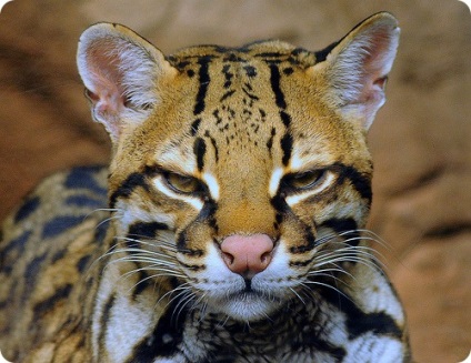 Ocelot (lat)