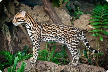 Ocelot (lat)