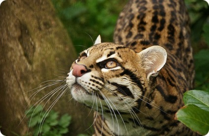 Ocelot (lat)