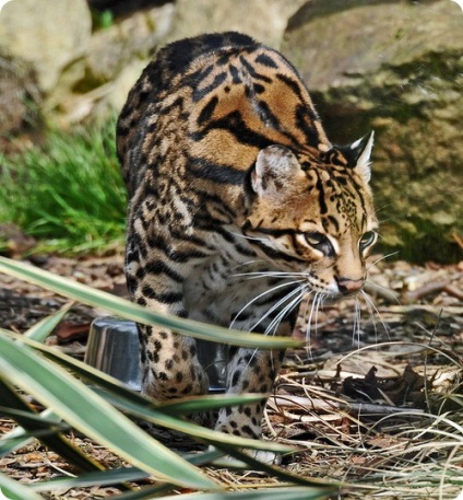 Ocelot (lat)