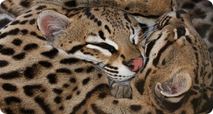 Ocelot (lat)