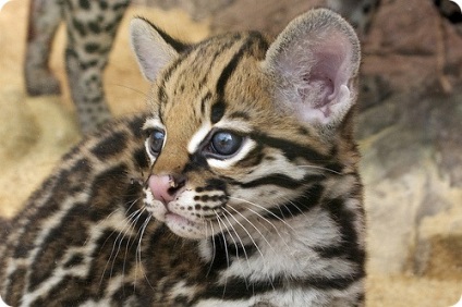 Ocelot (lat)