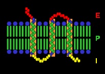 Wellness - Medicină - Fiziologie - Receptori - Receptor celular