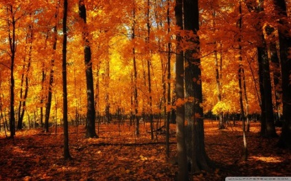 Tipul a invitat la parcul forestier să facă o plimbare, ce să facă