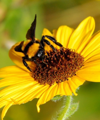 Méhészeti kezdőknek - hogyan kell kezelni a méhek, így a saját kezét