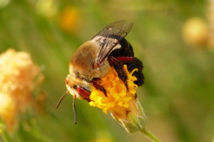 Apicultura pentru manechine - cum să se ocupe cu albinele, oferindu-vă propriile mâini