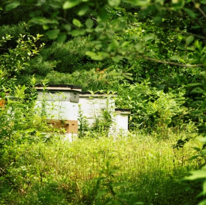 Apicultura pentru manechine - cum să se ocupe cu albinele, oferindu-vă propriile mâini