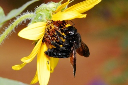 Apicultura pentru manechine - cum să se ocupe de albine, oferindu-ți mâinile