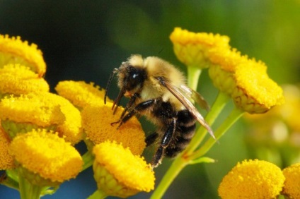 Apicultura pentru manechine - cum să se ocupe de albine, oferindu-ți mâinile