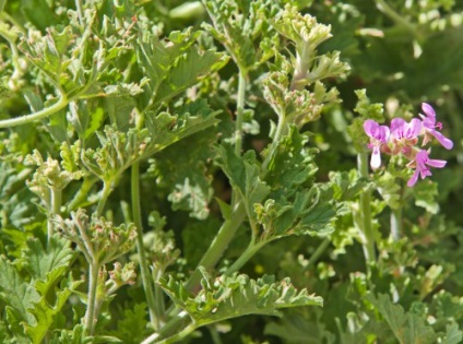 Pelargonium parfumat de îngrijire la domiciliu, fotografie