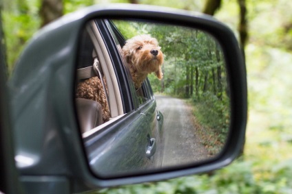 Transportul animalelor de companie este ușor și distractiv!