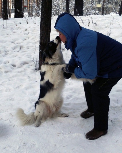 Câinele a așteptat o săptămână pentru proprietari în snowdrift și a fost găsit datorită rețelelor sociale