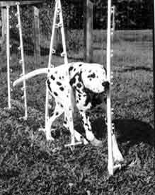 Kennel Dalmatians - joc nou