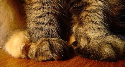 De ce pisicile ne încurcă cu labele acestui masaj sau instincte naturale