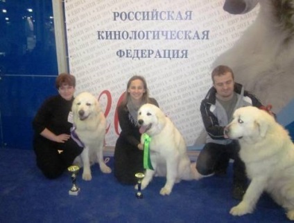 Podgalyanskaya câine ciobănesc - un câine - un stil de viață
