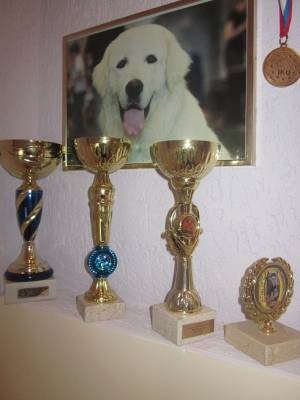 Podgalyanskaya câine ciobănesc - un câine - un stil de viață