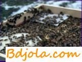 Hrănirea albinelor pentru iarnă, baza furajelor de apicultură