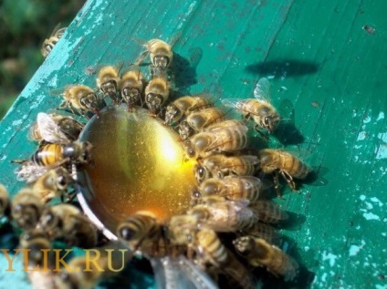 Fejtrágyázás méhek a téli hibernáció szirup vagy méz napraforgó