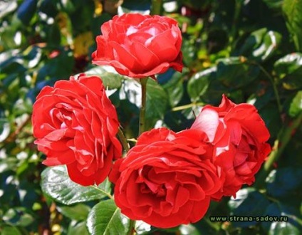 Termékenyítő rózsa tavasszal, nyáron és ősszel