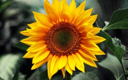 Floarea-soarelui în Siberia