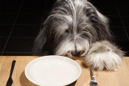 Mâncare și bunuri utile pentru câini