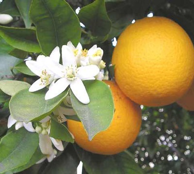 Proprietăți utile ale portocalei pentru pierderea în greutate și contraindicații