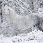 Полин деревоподібна посадка і догляд, фото