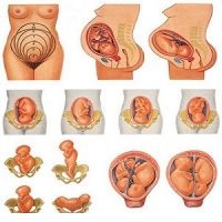 Poziția fetală pentru săptămâni, sarcină săptămânală