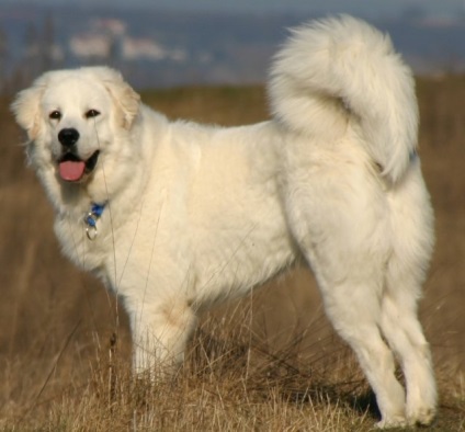 Poloneză Podgalyanskaya câine ciobănesc