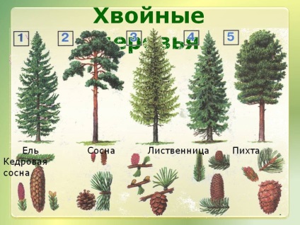 Avantajele copacilor de conifere