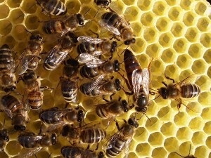 Breed méhek Karpatka és videó funkció