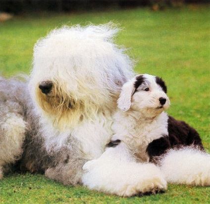 Kutya fajtája Bobtail érdekes fotók felnőtt kutyák és Bobtail kölykök