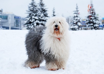 Kutya fajtája Bobtail érdekes fotók felnőtt kutyák és Bobtail kölykök