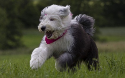 Kutya fajtája Bobtail érdekes fotók felnőtt kutyák és Bobtail kölykök