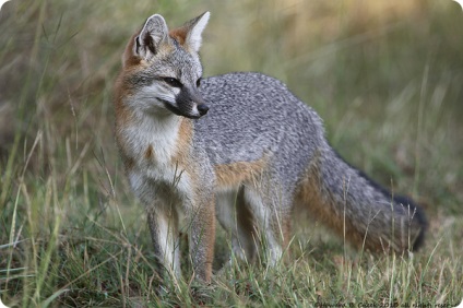 Specie de fox fotografie, nume și descriere