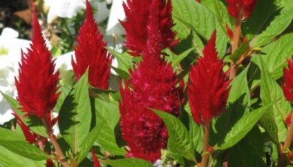 Засаждане и размножаване на цветя celosia, грижи за тях (снимки)