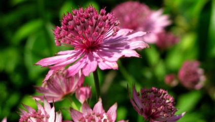 Ültetés virágok astrantia és gondozás a nyílt területen (fotó)