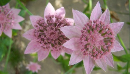 Ültetés virágok astrantia és gondozás a nyílt területen (fotó)