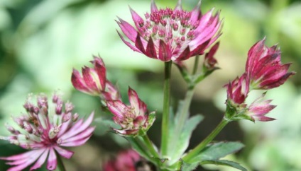 Ültetés virágok astrantia és gondozás a nyílt területen (fotó)