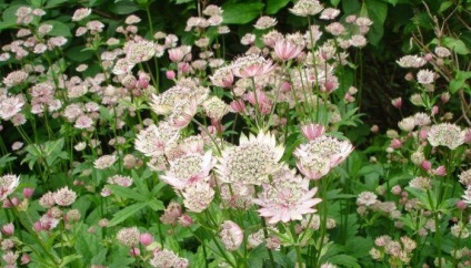 Ültetés virágok astrantia és gondozás a nyílt területen (fotó)