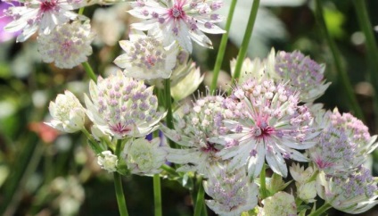 Ültetés virágok astrantia és gondozás a nyílt területen (fotó)