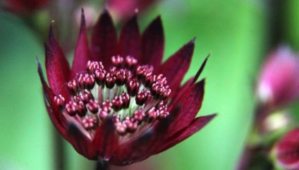 Ültetés virágok astrantia és gondozás a nyílt területen (fotó)