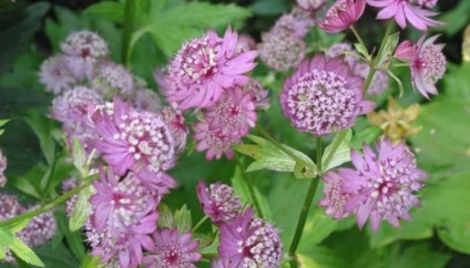 Ültetés virágok astrantia és gondozás a nyílt területen (fotó)