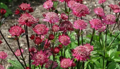 Ültetés virágok astrantia és gondozás a nyílt területen (fotó)