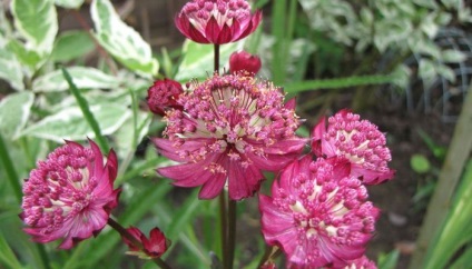 Ültetés virágok astrantia és gondozás a nyílt területen (fotó)