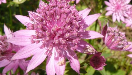 Ültetés virágok astrantia és gondozás a nyílt területen (fotó)