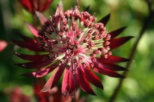 Ültetés virágok astrantia és gondozás a nyílt területen (fotó)