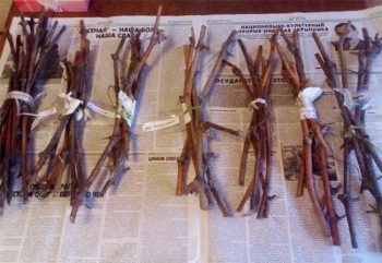 Plantarea strugurilor cu chibouk la domiciliu (în toamnă și primăvară)