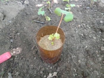 Ültetés szőlő chibouks otthon (ősszel és tavasszal)